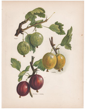 Gooseberries